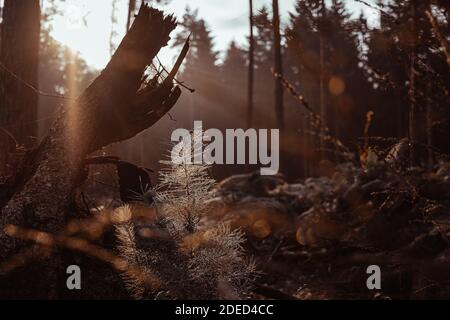 morning light in the forest Stock Photo