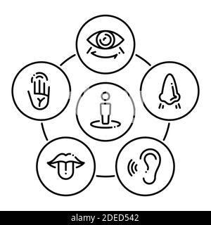 Cartoon human sensory organs. Anatomy human senses, skin touch, hearing ...