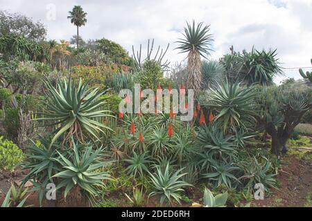 Beautifully flowering aloe vera in Palheiro, Funchal, Madeira, Portuga  Stock Photo - Alamy