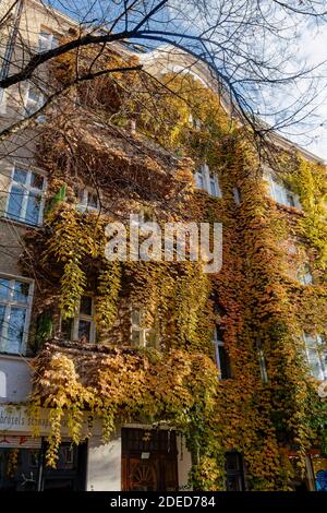 Wohnhaus mit wilden Wein im Herbst, Reuterstrasse, Kreuzberg, Berlin,