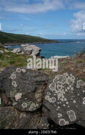 Black Shield Lichen: Lecanora atra. Cornwall, UK. Stock Photo