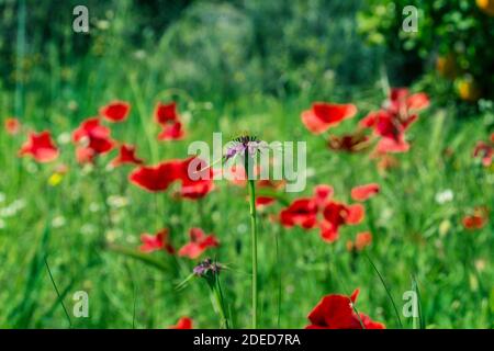 Tragopogon porrifolius, Jerusalem star Flower in a Field Full of Poppies Stock Photo