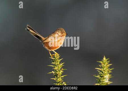 Female Dartford Warbler-Sylvia undata perches on common Gorse-Ulex.  Autumn Stock Photo