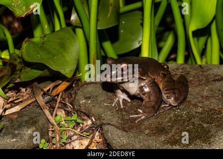 Smoky Jungle Frog: Leptodactylus pentadactylus. Costa Rica Stock Photo