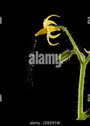 Tomato: (Solanum lycopersicum: Pollen being discharged frokm flower through process of sonication (“buzz pollination”. Triggered by placing tuning for Stock Photo