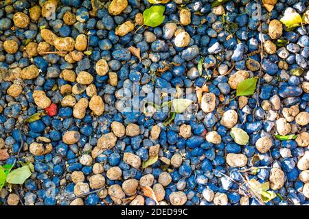 Macro closeup of lot of whole blue and yellow clay pebbles, leca flatlay. Expanded clay pebbles Stock Photo