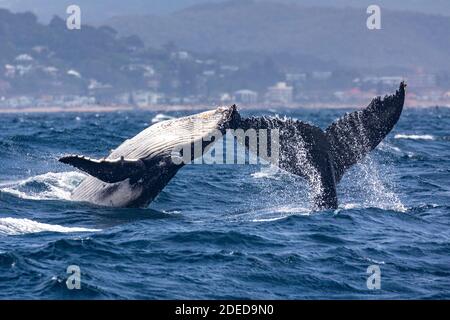 Humpback Whales Breaching Stock Photo - Alamy