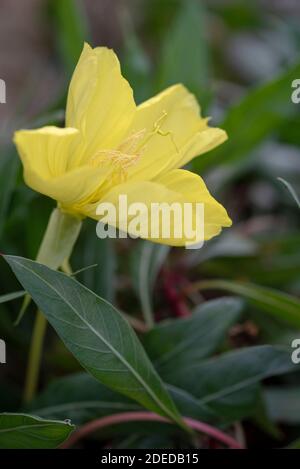 Oenothera macrocarpa - Evening Primrose - September Stock Photo
