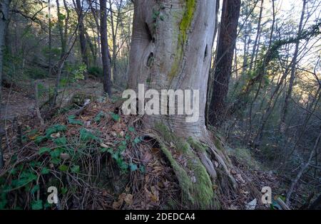 Big tree with trunk and roots spreading out beautiful on grass in nature forest background with sunshine in the morning. Stock Photo
