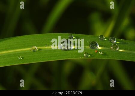 Water droplets on green grass Stock Photo
