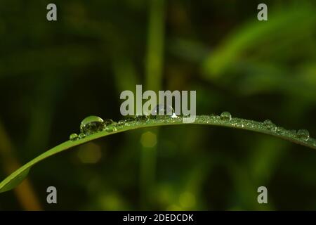 Water droplets on green grass Stock Photo