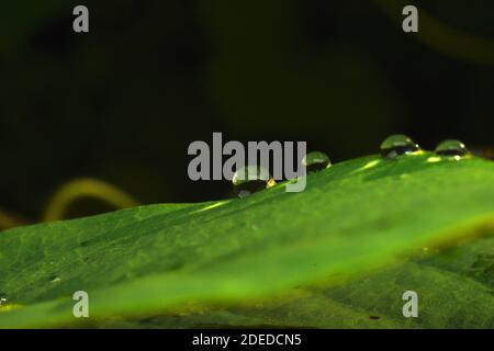 water beads on green leaf against blur background Stock Photo