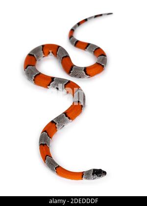 Young detailed shot of Grey banded King snake aka Lampropeltis Alterna bliari, isolated on a white background. Stock Photo