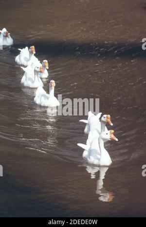 1970s Photo (1973) -  Swans in procession on the Kanawha River Stock Photo