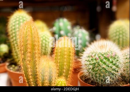 group cacti in pots in a flower shop on a wooden board background Stock Photo