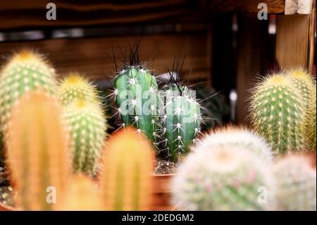 group cacti in pots in a flower shop on a wooden board background Stock Photo