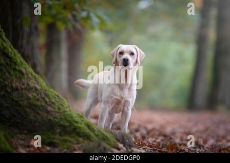 Pretty yellow labrador retriever standing in a forest lane Stock Photo