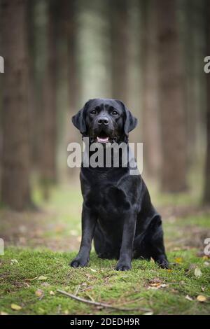 Pretty black labrador retriever sitting on moss with trees in the background in a forest Stock Photo