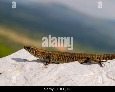 Greek algyroides, Algyroides moreoticus in greece Stock Photo