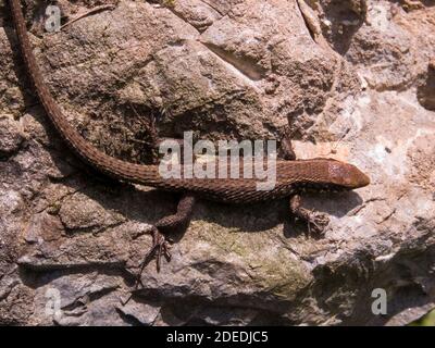 Greek algyroides, Algyroides moreoticus in greece Stock Photo