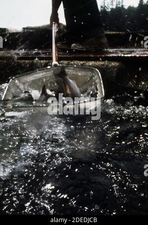 '1970s Photo (1973) -  Commercial salmon harvest, Domsea Aquaculture site Manchester' Stock Photo