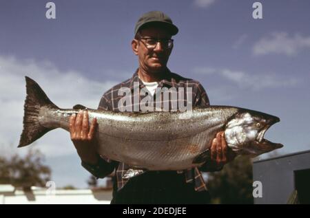 1970s Photo (1973) -  Fisherman displays a 35 pound chinook salmon caught by his wife on the lower Skagit River near La Connor in northern Puget Sound Stock Photo