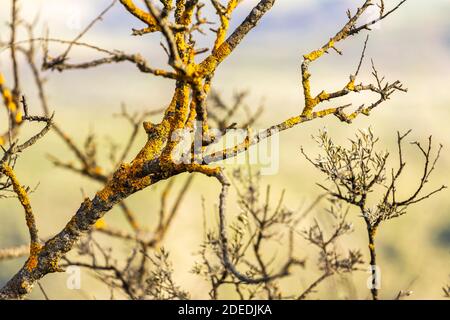Orange coloured lichen growing on the branches of a shrub in Erjos, Teno, Tenerife, Canary Islands, Spain Stock Photo