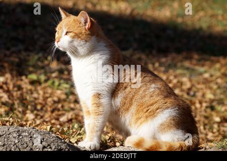 white and ginger cat sits on autumn foliage in sunlight. Stock Photo