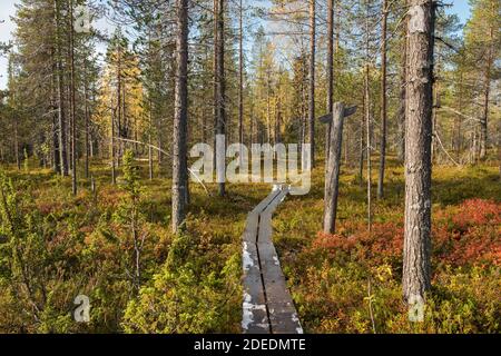 Wooden path in the colorful autumn tundra forest Stock Photo