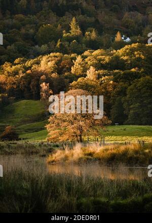 View of river Brathay  and golden morning sunlight on trees in autumn woodland between Elterwater and Skelwith Bridge in Langdale, Cumbria Stock Photo