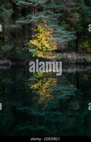 Trees with yellow and green autumn foliage reflected in a tranquil smooth lake surface Stock Photo