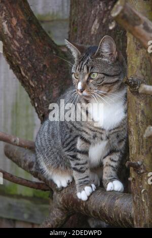 Tabby Kitten sitting on tree branch Stock Photo