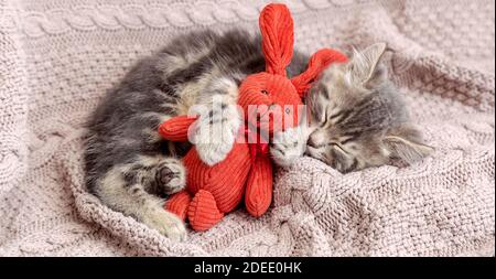 Baby cat sleeps on cozy blanket hugs a toy. Fluffy tabby kitten snoozing comfortably with plush rabbit hare on knitted pink bed. Long web banner with Stock Photo