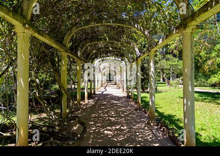 Beautiful arched pergola. Tunnel of vegetation in the park. Rio de Janeiro Botanical Garden, Brazil.