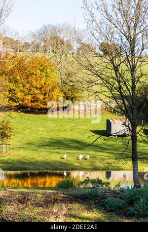 Autumn in the Cotswolds - White ducks beside the small lake on the stream behind Manor Farm at Middle Duntisbourne, Gloucestershire UK Stock Photo