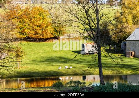 Autumn in the Cotswolds - White ducks beside the small lake on the stream behind Manor Farm at Middle Duntisbourne, Gloucestershire UK