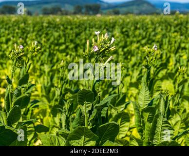 Tobacco field in Bad Krotzingen, Germany Stock Photo