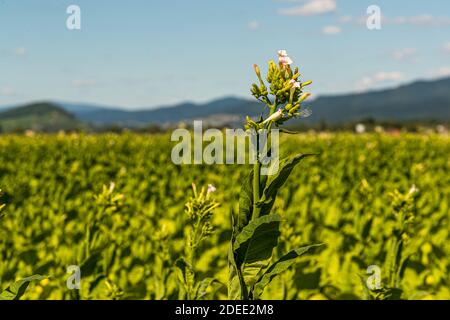 Tobacco field in Bad Krotzingen, Germany Stock Photo