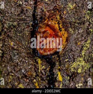 Resin or sap flowing from a fresh cut on a pine tree.  Stock Photo
