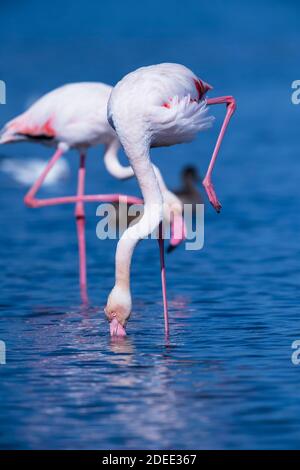 Flamingos Phoenicopterus Roseus - Greater foraging in pond. Stock Photo