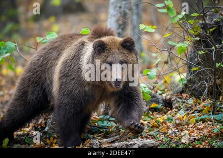 Close-up brown bear in autumn forest. Danger animal in nature habitat. Big mammal. Wildlife scene