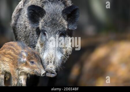 Cute swine sus scrofa family in dark forest. Wild boar mother and baby on background natural environment. Wildlife scene Stock Photo