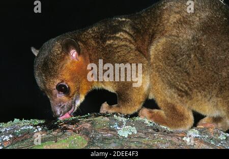 Kinkajou, potos flavus, Adult licking Branch Stock Photo