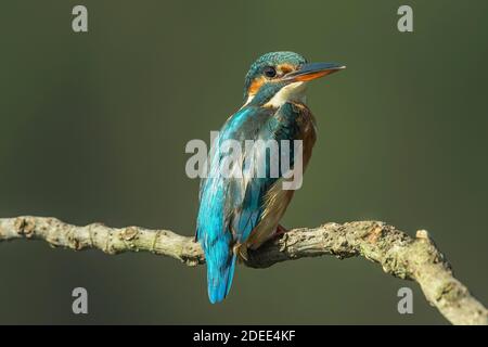 Common kingfisher, Alcedo atthis known as Blue Lightning, beginning day searching food (catching fish) at São Domingos river banks.Peniche. Portugal. Stock Photo