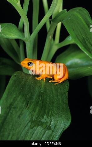 Golden Mantella Frog, mantella aurantiaca, Adult standing on Branch Stock Photo