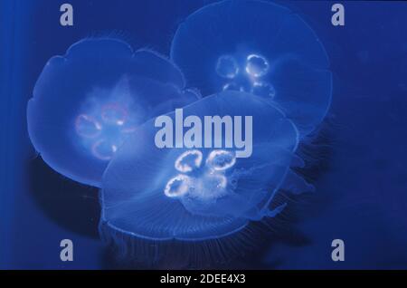 Common Jellyfish or Moon Jellyfish, urelia aurita