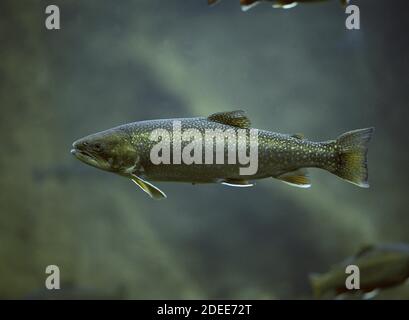 Arctic Char, salvelinus alpinus, Underwater view Stock Photo