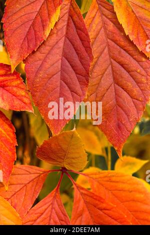 Bright golden red leaves branch in deep october Stock Photo