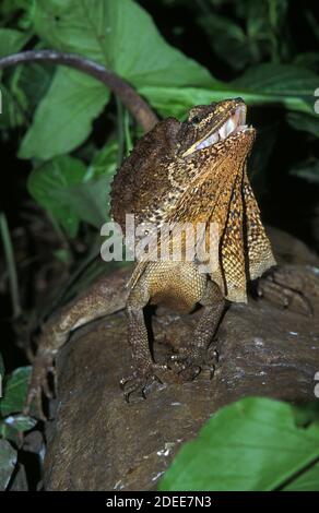 Frill Necked Lizard, chlamydosaurus kingii, Adult standing on Branch, Australia Stock Photo