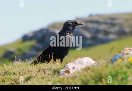 Western Jackdaw (Corvus monedula), breeds in the British Isles, western Europe, Scandinavia, northern Asia & North Africa Close up on coastal hillside Stock Photo